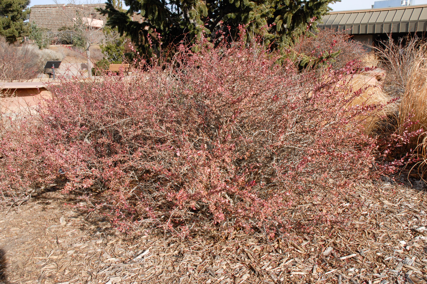 Crimson Pygmy Barberry
